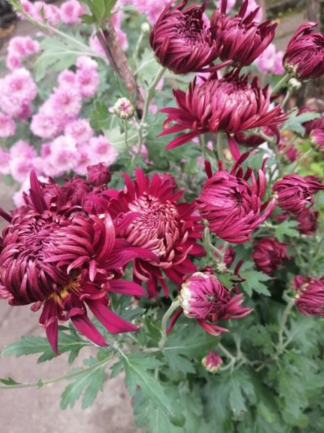  - Crizanteme si tufanele