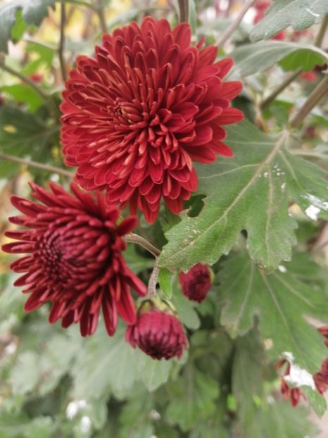  - Crizanteme si tufanele