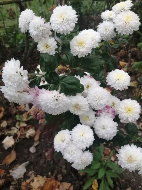  - Crizanteme si tufanele