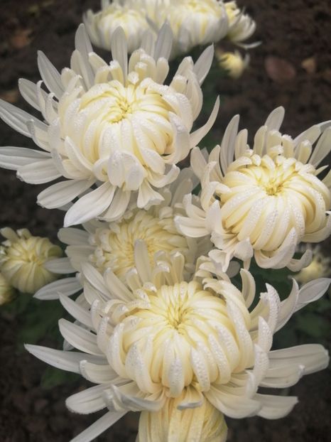  - Crizanteme si tufanele