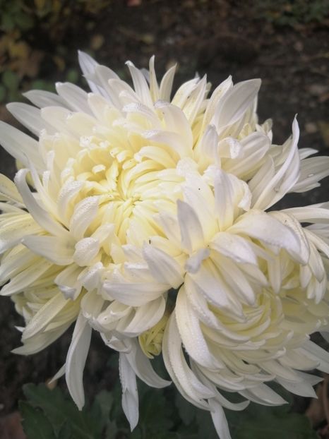  - Crizanteme si tufanele