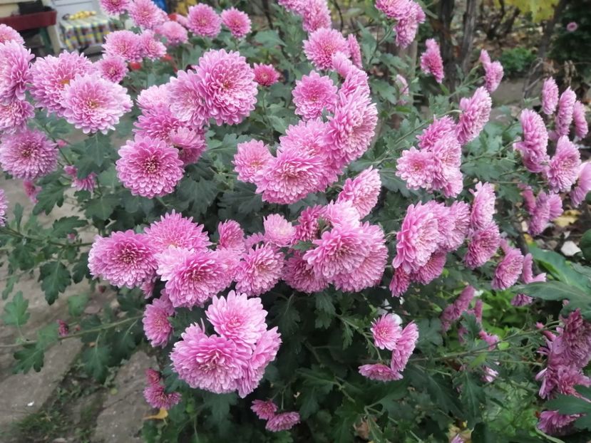  - Crizanteme si tufanele