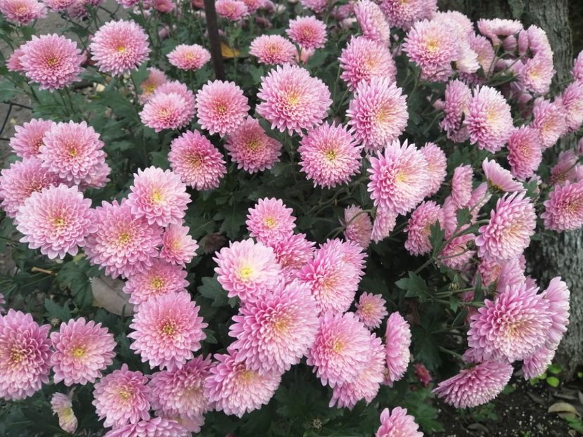  - Crizanteme si tufanele