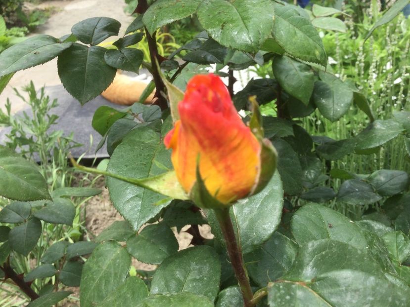 4A974362-150B-4374-80AF-14C883A92146 - Flori 2021