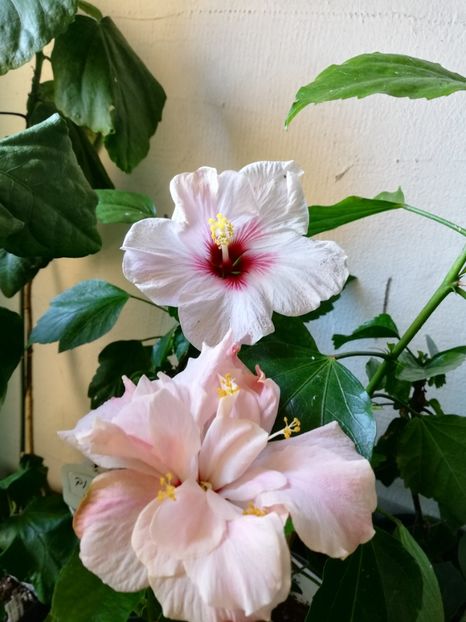  - Hibiscus Clasic Pink Dublu