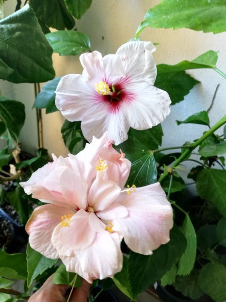  - Hibiscus Clasic Pink Dublu