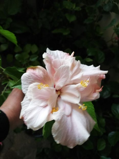  - Hibiscus Clasic Pink Dublu