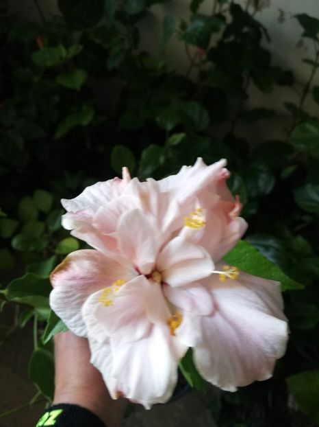  - Hibiscus Clasic Pink Dublu