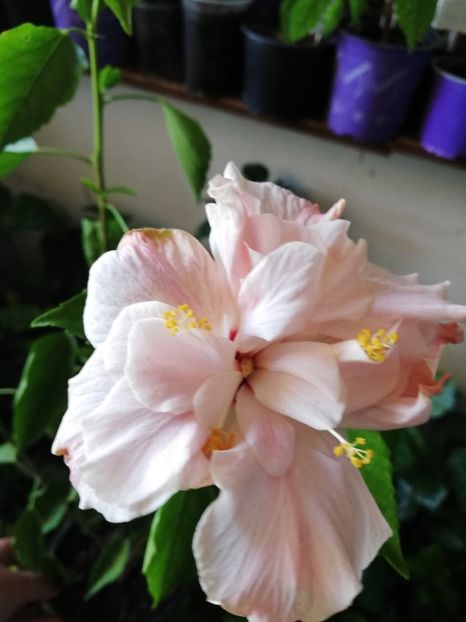  - Hibiscus Clasic Pink Dublu