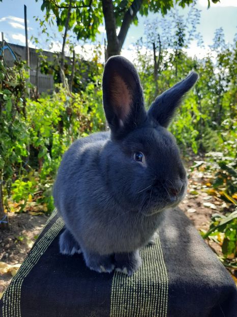 femeluta3 - De vanzare