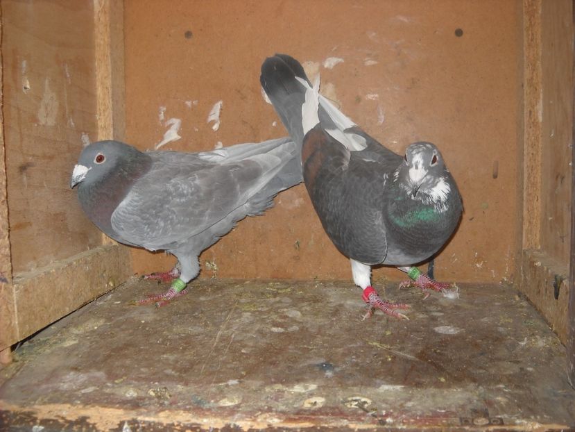  - UNDEVA IN SUCEAVA arhiva