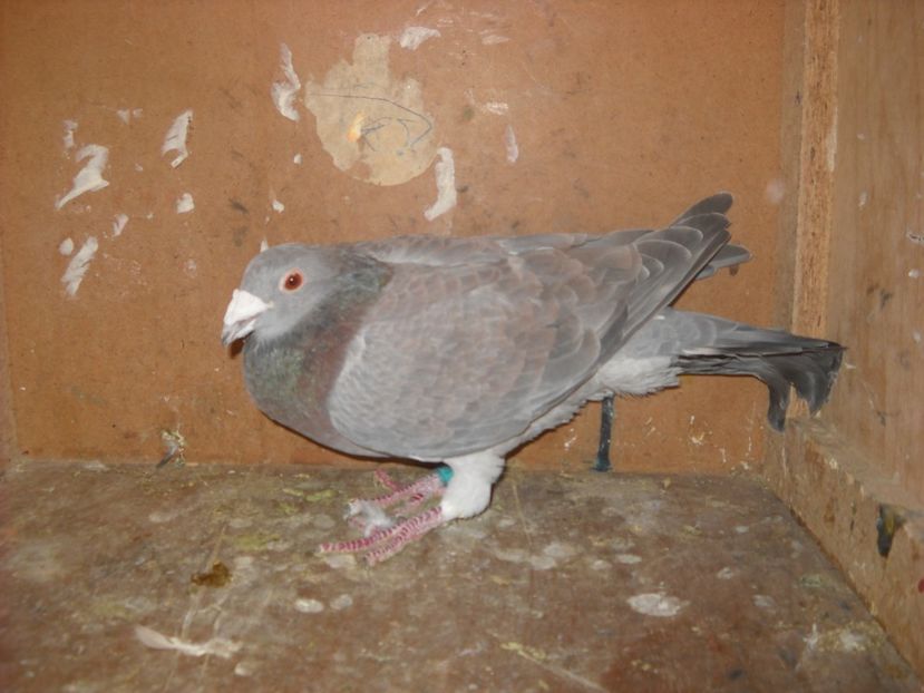  - PORUMBEI VANDUTI 2