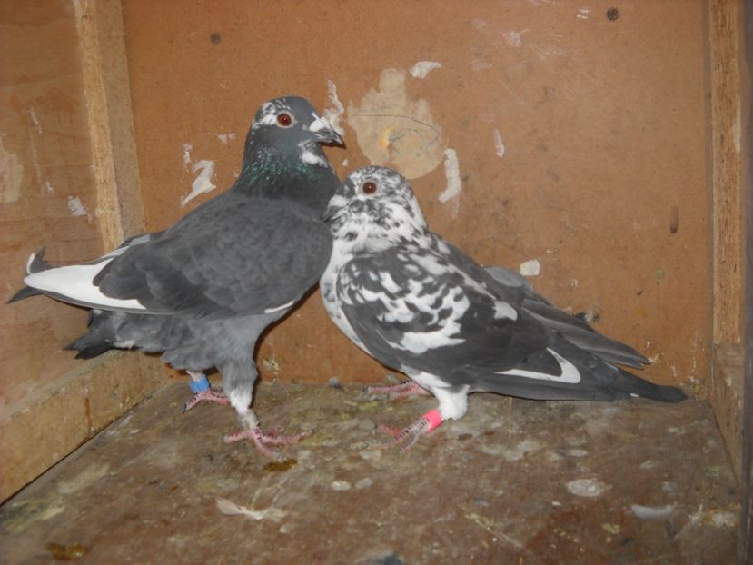 25 - UNDEVA IN SUCEAVA arhiva