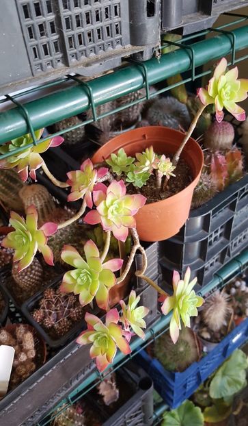 Sedum Palmeri in haine de toamna - Sedumuri de interior