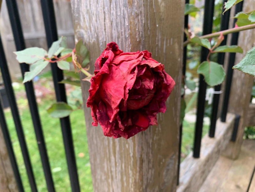  - Jurnalul gradinii 2021