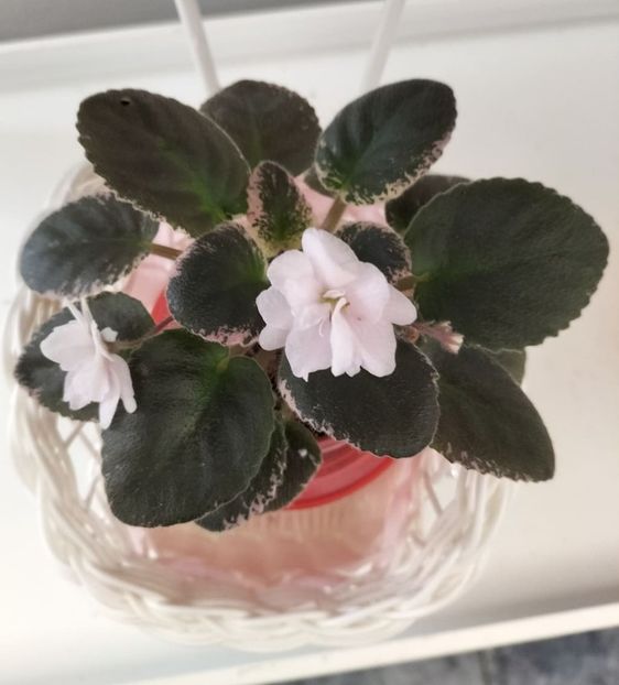 31 octombrie 2021 - White Dew