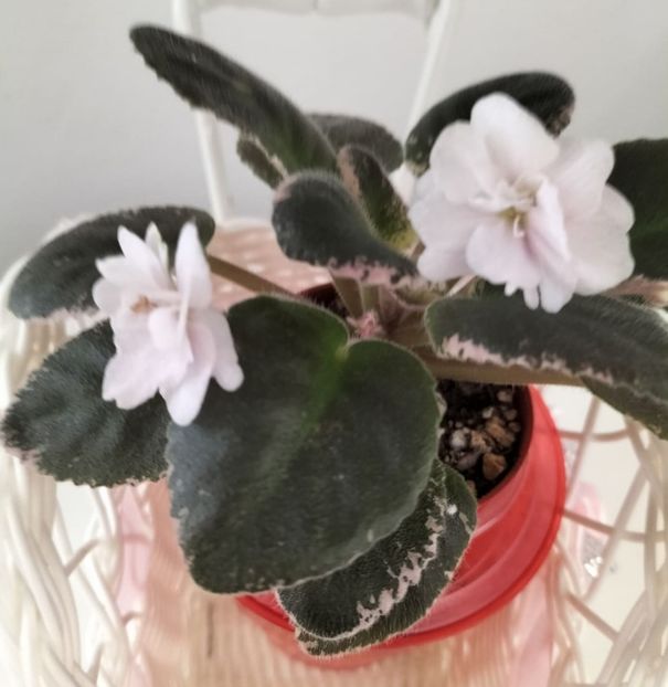 31 octombrie 2021 - White Dew