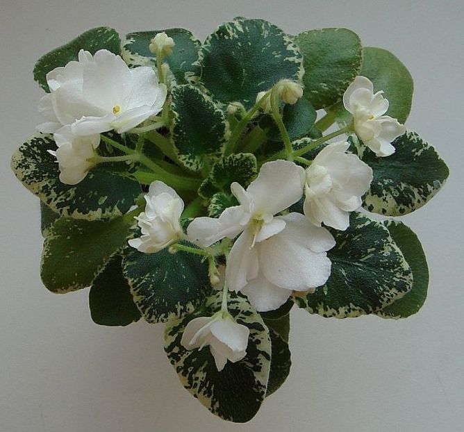 foto net - White Dew