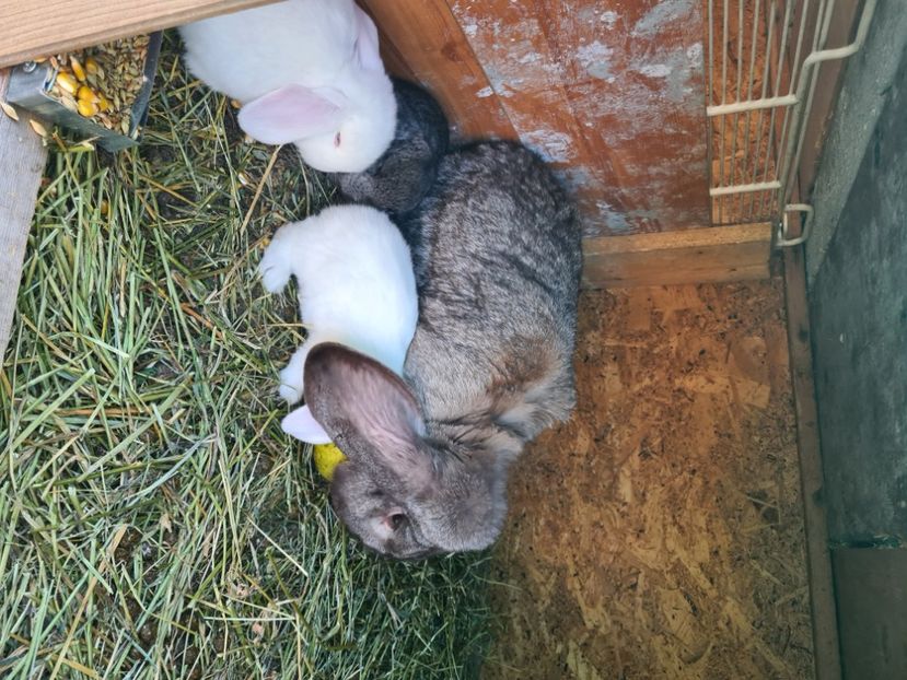  - De vânzare Oct--noiembrie 2021