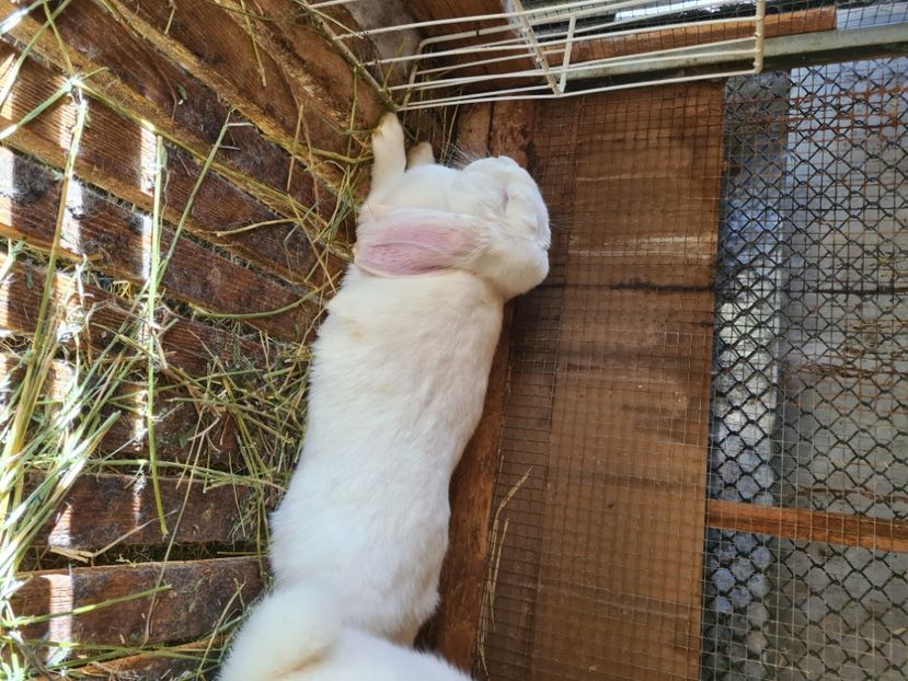  - De vânzare Oct--noiembrie 2021