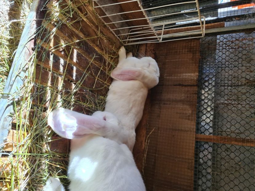  - De vânzare Oct--noiembrie 2021