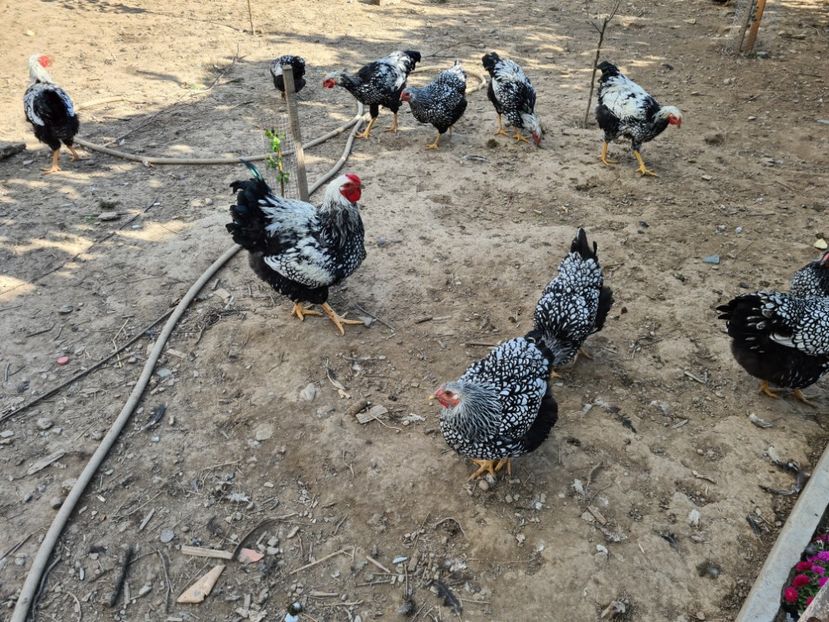  - De vânzare Oct--noiembrie 2021