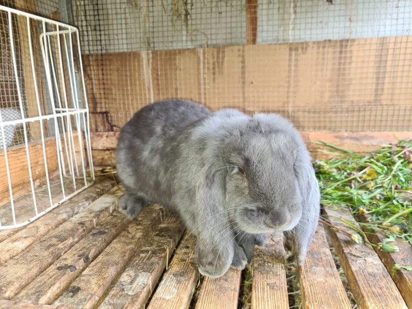  - De vânzare Oct--noiembrie 2021