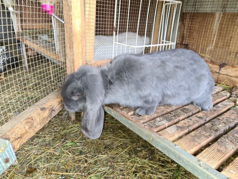  - De vânzare Oct--noiembrie 2021