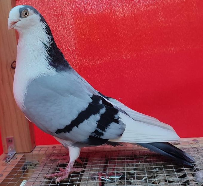 M 2017_5844 - Porumbei care mi-au aparținut 2