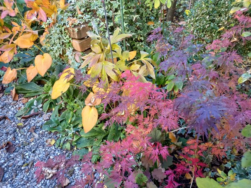 31.10.2021 - Grădina 2021 continuare 3