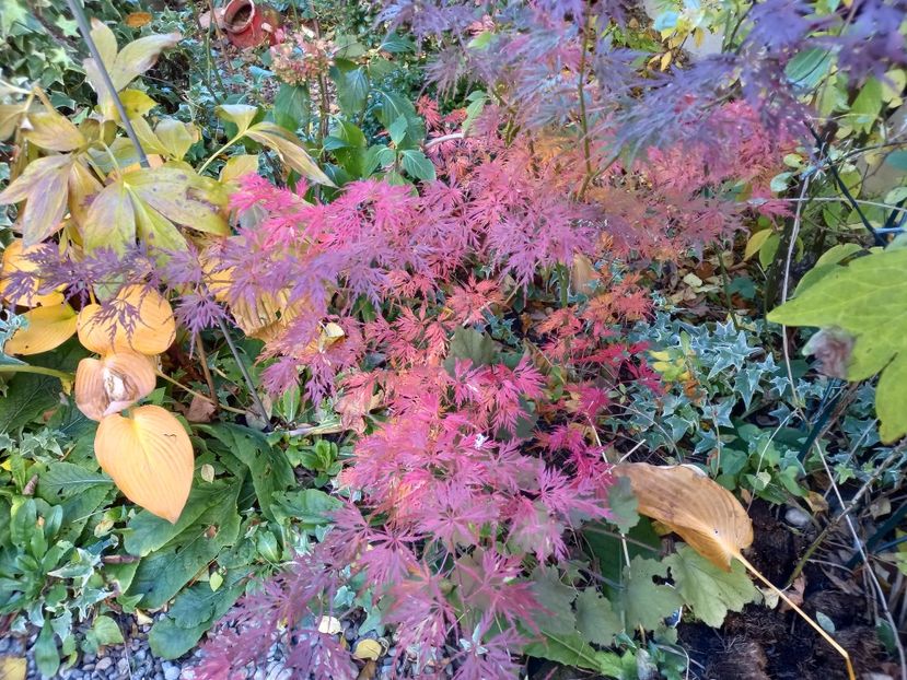  - Grădina 2021 continuare 3