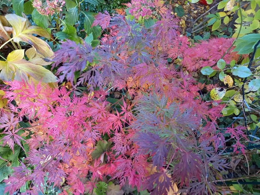  - Grădina 2021 continuare 3