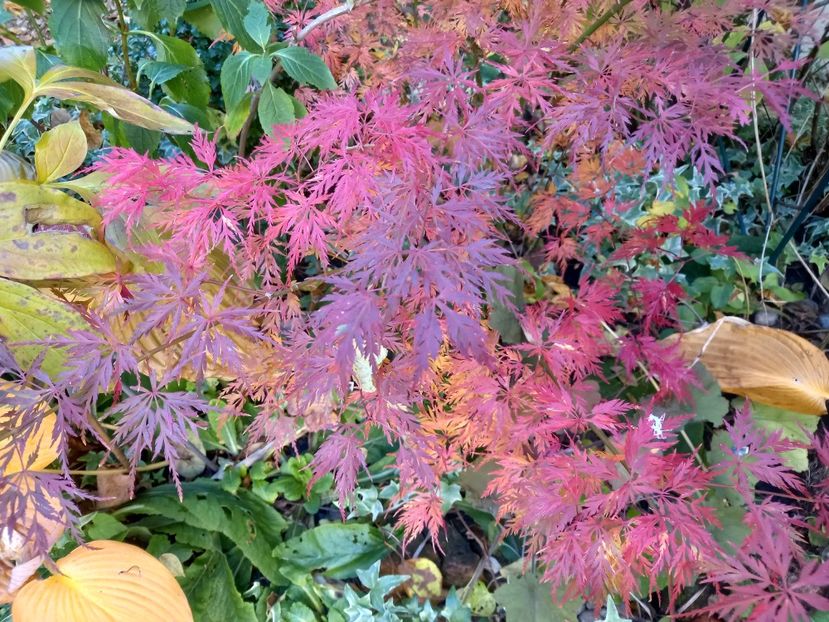  - Grădina 2021 continuare 3