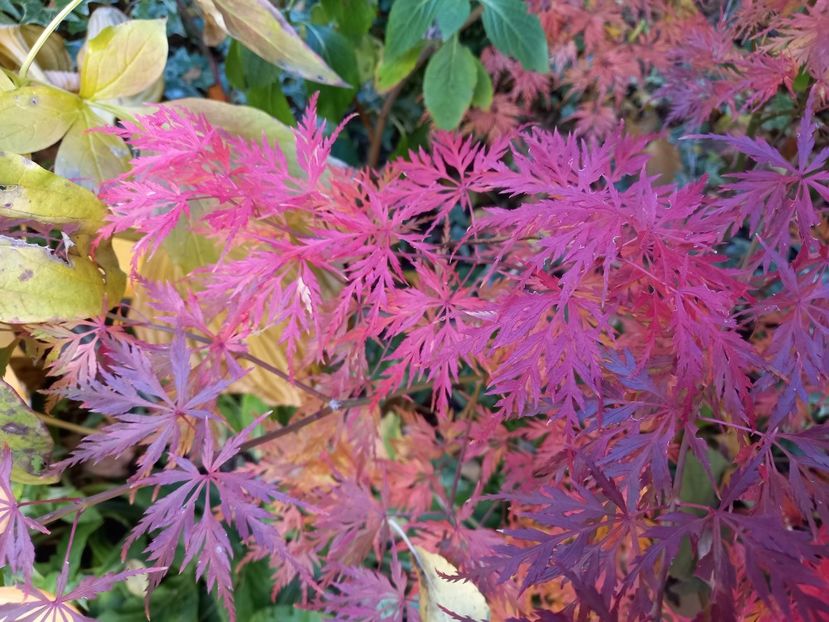  - Grădina 2021 continuare 3