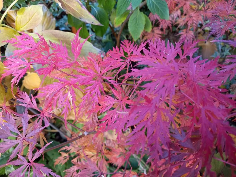  - Grădina 2021 continuare 3