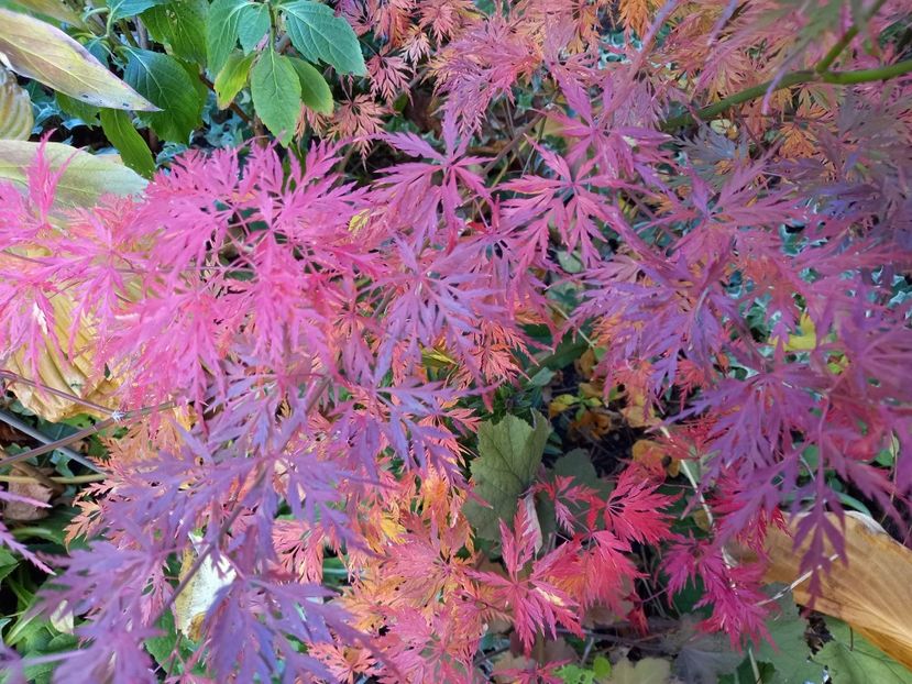  - Grădina 2021 continuare 3