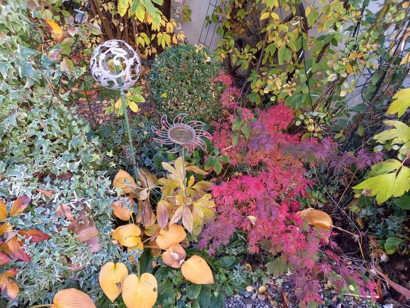  - Grădina 2021 continuare 3