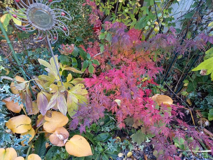  - Grădina 2021 continuare 3