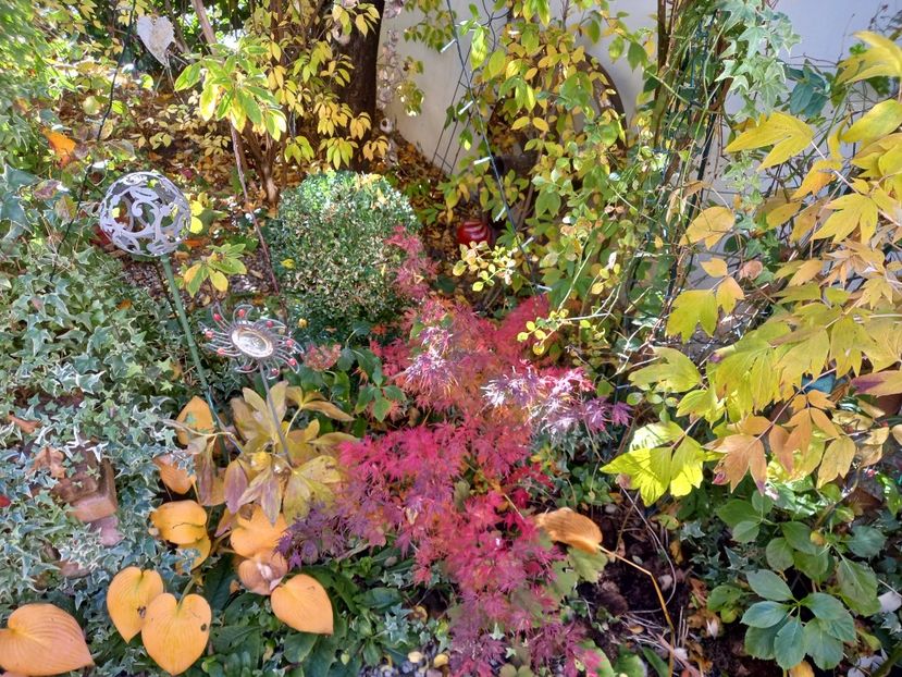  - Grădina 2021 continuare 3