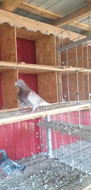 received_1457175957951886 - Porumbei mei