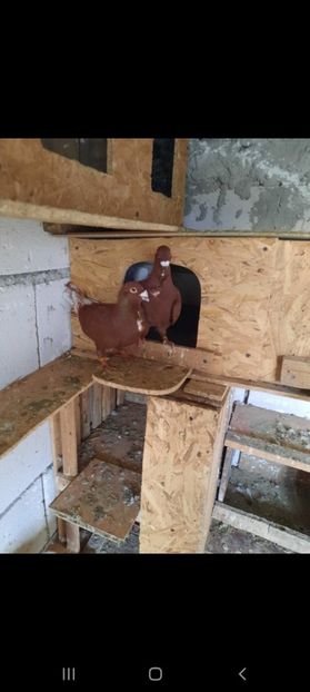 Screenshot_20210626-170947_WhatsApp - Porumbei mei