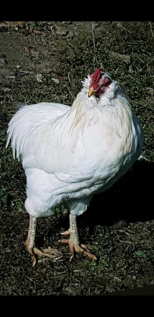 Screenshot_20211028-200438_Gallery - Araucana alb