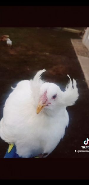 Screenshot_20211026-133316_Gallery - Araucana alb