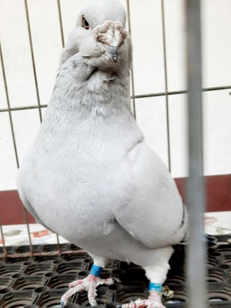  - Păsările mele