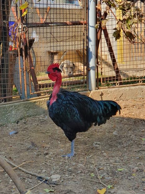  - Z GGT TINERET 2021