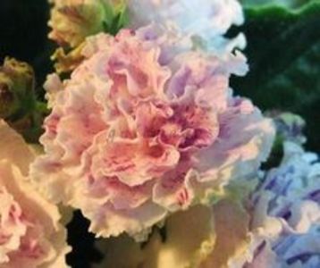 Poza net - LE Elegans xxx