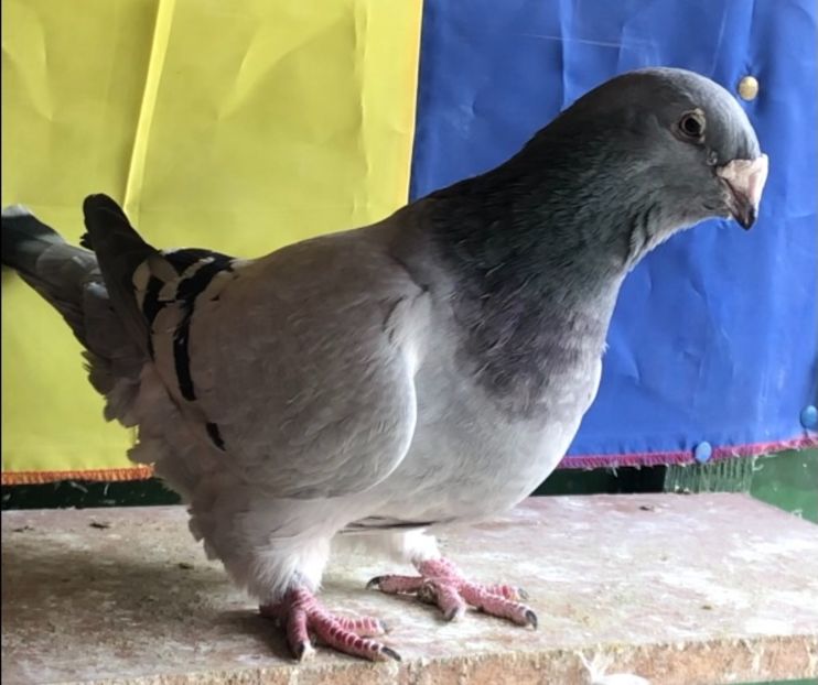 F2016 - Femele pentru 2022