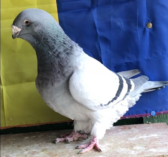 Vanduta - Femele pentru 2022