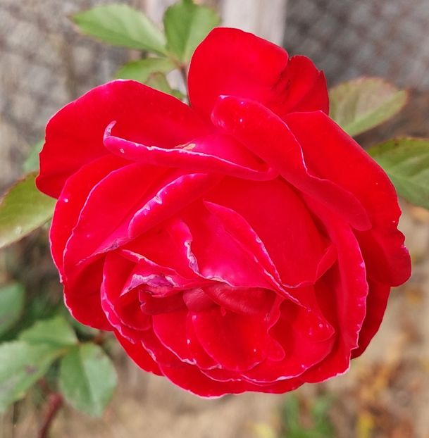  - Trandafiri 2020-2023