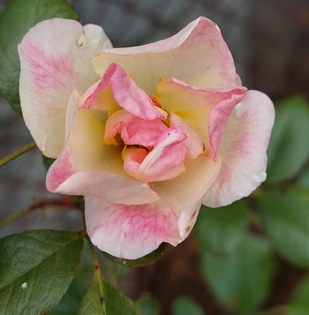  - Trandafiri 2020-2023